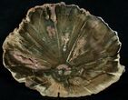 Zimbabwe Petrified Wood Slab - x #6258-1